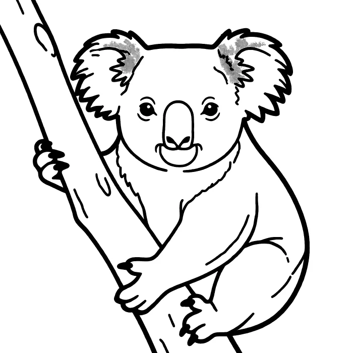 Коала: Крупный портрет